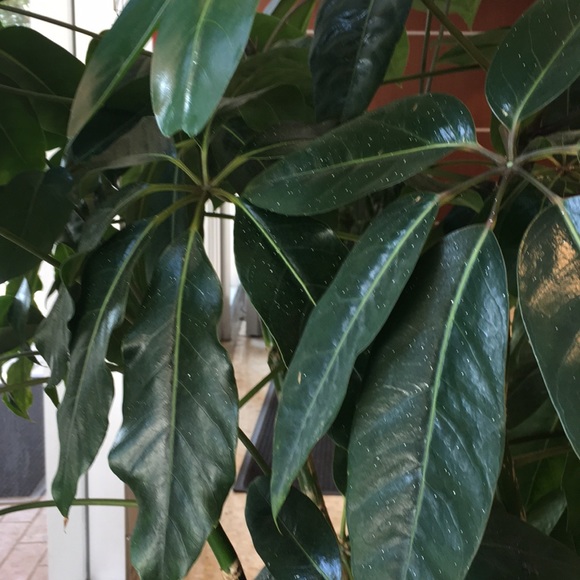 Meet your Posher, Tah - Picture 1 of 1